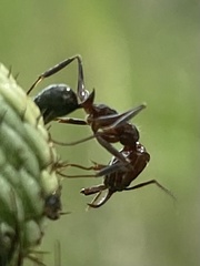Odontomachus brunneus