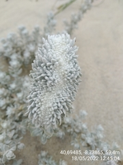 Achillea maritima maritima