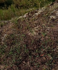 Polygonum novoascanicum