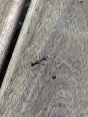 Rainieria antennaepes