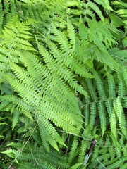 Deparia acrostichoides