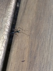 Rainieria antennaepes