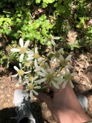 Senecio integerrimus ochroleucus