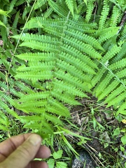 Deparia acrostichoides