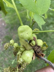 Phylloxera perniciosa