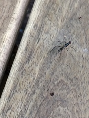 Rainieria antennaepes