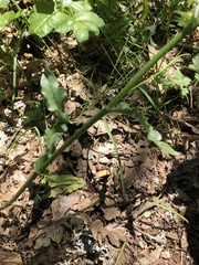 Senecio integerrimus ochroleucus