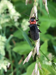 Cantharis fusca