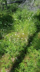 Eriophorum vaginatum