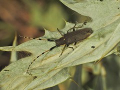 Agapanthia annularis