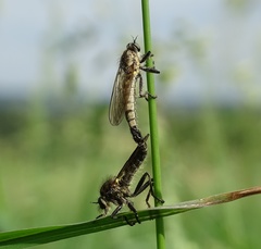 Dysmachus fuscipennis