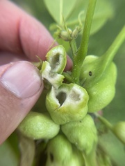 Phylloxera perniciosa