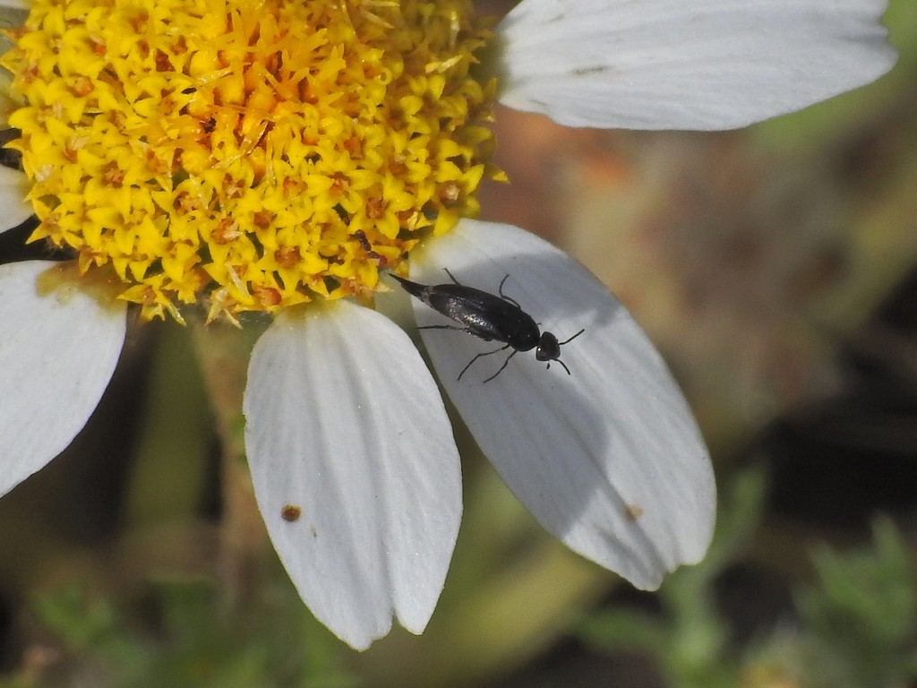 Mordellistena from Rosas, Madrid, España on May 21, 2022 at 0919 AM by