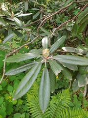 Rhododendron smirnowii