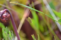 Carex limosa