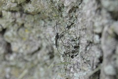 Gnophomyia tristissima