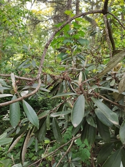 Rhododendron smirnowii