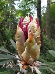 Rhododendron smirnowii