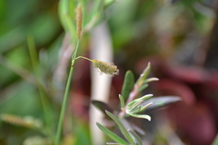 Carex limosa