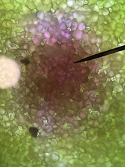 Norvellina chenopodii