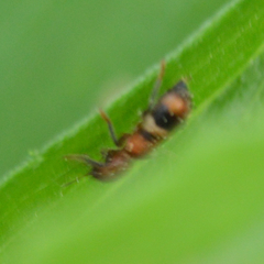 Enoclerus rosmarus