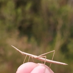 Proscopiidae
