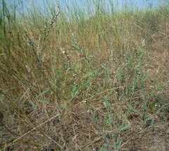 Polygonum novoascanicum