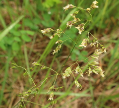 Anthoxanthum nitens