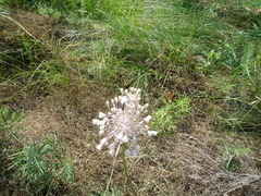 Allium podolicum
