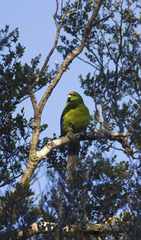 Cyanoramphus auriceps