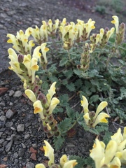 Scutellaria orientalis orientalis