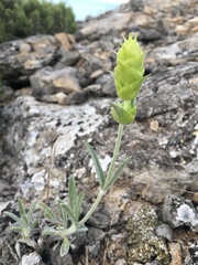 Sideritis catillaris