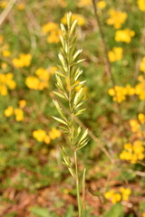 Koeleria pyramidata