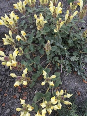 Scutellaria orientalis orientalis