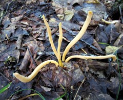 Clavulinopsis sulcata