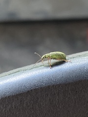 Polydrusus impressifrons