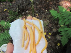 Clavulinopsis sulcata