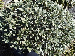 Brachyglottis adamsii