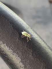 Polydrusus impressifrons