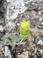Sideritis catillaris