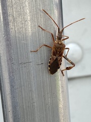 Leptoglossus occidentalis