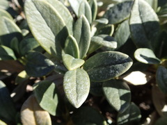 Brachyglottis adamsii