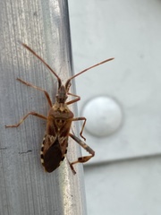 Leptoglossus occidentalis