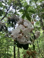 Kalmia latifolia