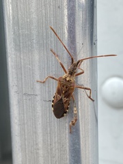 Leptoglossus occidentalis