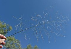Panicum decompositum