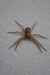 Pulchellodromus