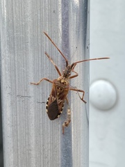 Leptoglossus occidentalis