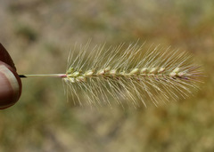 Setaria surgens