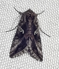 Autographa gamma